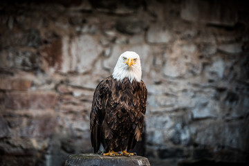 Beautiful bald eagle (lat. haliaeetus leucocephalus) - beautiful wildlife