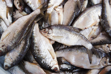 fish roach, ram fresh. Rich catch