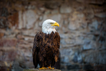 Beautiful bald eagle (lat. haliaeetus leucocephalus) - beautiful wildlife