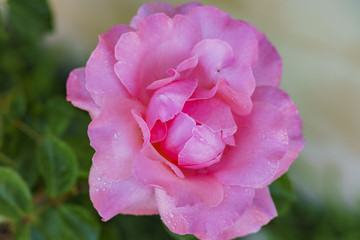 Beautiful red rose blooming