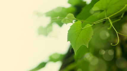 Leaves of grapes