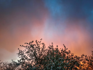 Beautiful sunset cloudy sky with dark silhouettes of blooming trees