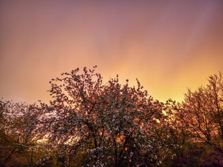 Beautiful sunset cloudy sky with dark silhouettes of blooming trees