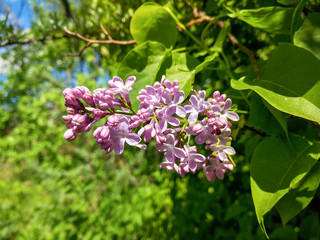 Beautiful magenta lilac blossom and blue sky