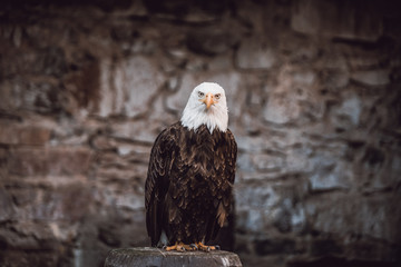Beautiful bald eagle (lat. haliaeetus leucocephalus) - beautiful wildlife