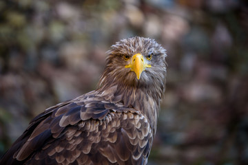 Portrait of brown eagle - beautiful wildlife