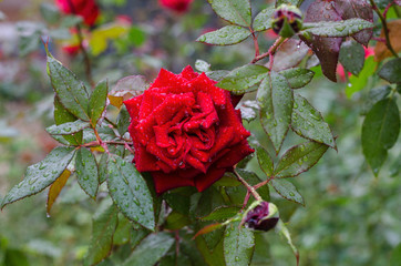 roses after a rain in the autumn