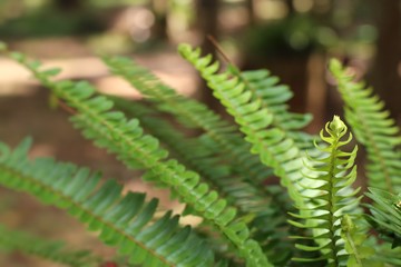 fern
