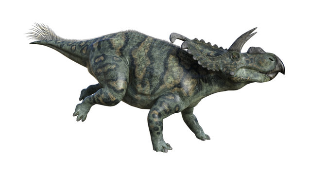 3D Rendering Dinosaur Albertaceratops on White