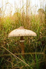 The Parasol Mushroom (Macrolepiota Procera)