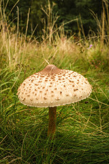 The Parasol Mushroom (Macrolepiota Procera)