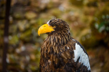Portrait of brown eagle - beautiful wildlife
