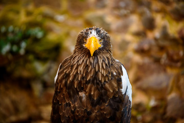 Portrait of brown eagle - beautiful wildlife
