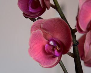 Storczyki,Orchidea