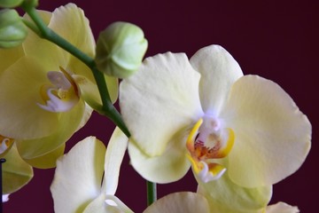 Naklejka na ściany i meble Storczyki,Orchidea