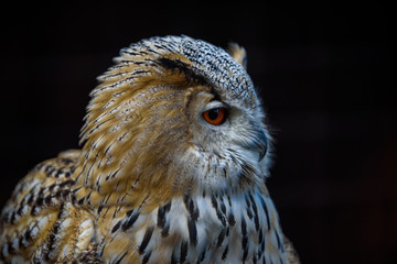 Eurasian Eagle Owl (Bubo Bubo) sitting on the stump, close-up, wildlife photo
