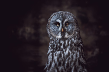 Great Grey Owl (also tawny vulture, Science. Strix nebulosa) is a large owl family of owls. Beautiful wildlife.