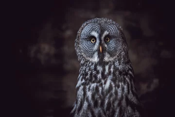 Papier Peint photo Lavable Hibou Great Grey Owl (also tawny vulture, Science. Strix nebulosa) is a large owl family of owls. Beautiful wildlife.