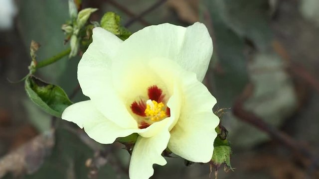 Yellow flower of flowering cotton