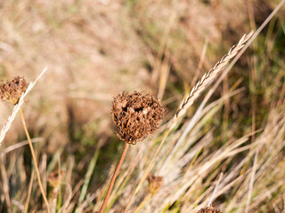 close up of dead brown flower head macro nature