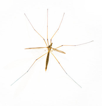 isolated dragon fly