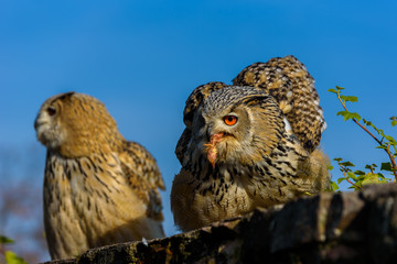 Eurasian Eagle Owl (Bubo Bubo) sitting on the stump, close-up, wildlife photo