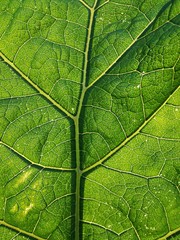 Fototapeta na wymiar Green leaf in sunlight