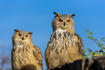 Eurasian Eagle Owl (Bubo Bubo) sitting on the stump, close-up, wildlife photo