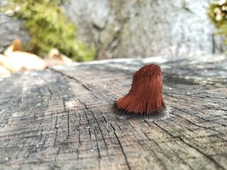 Mushrooms on a tree