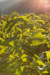 vineyard, leaves of the grapes are lit by warm sunlight, mellow vinogorad