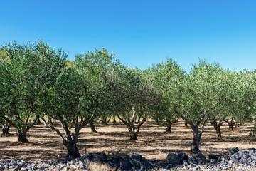 Fototapeta na wymiar View of an Mediterranean orchard in summer under blue sky