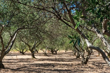 View of rows of olive trees in a Mediterranean olive orchard