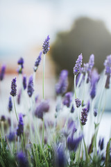 vintage nature macro closeup beautiful pink lilac flowers. Outdoor background