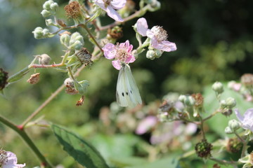 insects