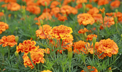 French Marigolds, Orange Marigolds (Tagetes erecta, Mexican marigold, Aztec marigold, African marigold)