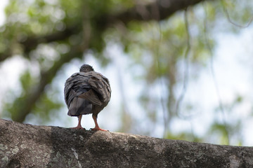 Bird turn back sits on a tree.