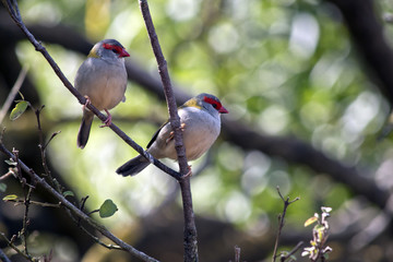 white browed woodswallows