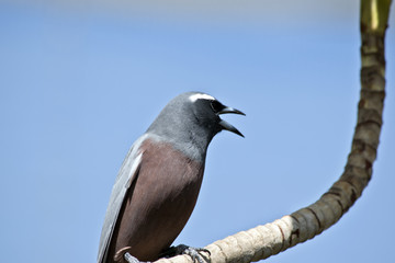 white browed woodswallow