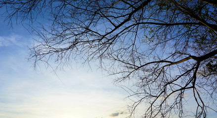 Fototapeta na wymiar Dead tree in the blue sky
