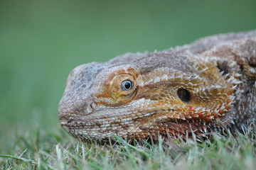 bearded dragon