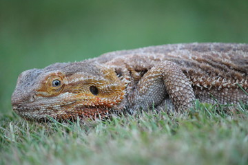 bearded dragon