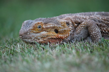 bearded dragon