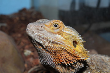 bearded dragon
