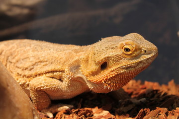 bearded dragon