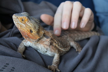 bearded dragon