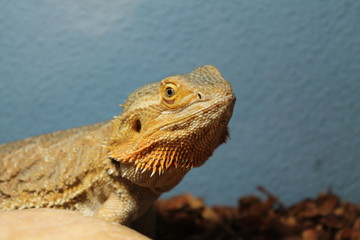 bearded dragon