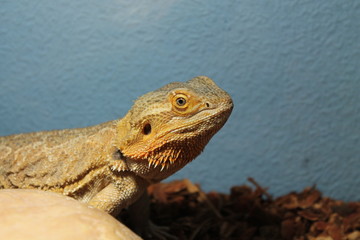 bearded dragon