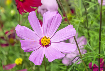Obraz premium Cosmos flower on summer background.