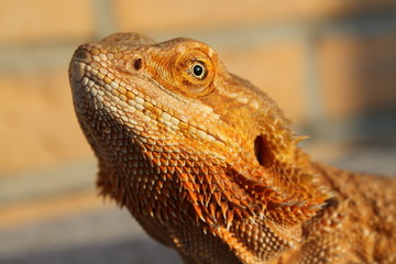 Fototapeta premium bearded dragon