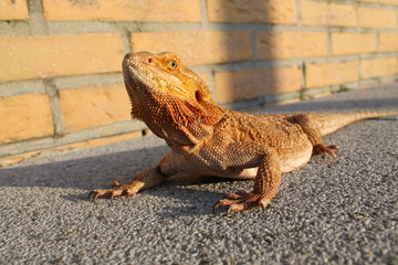 bearded dragon